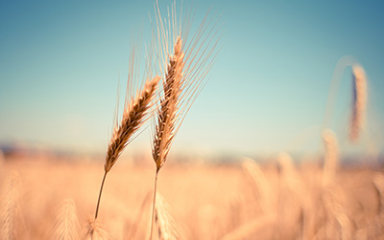 夏季小麦麦穗